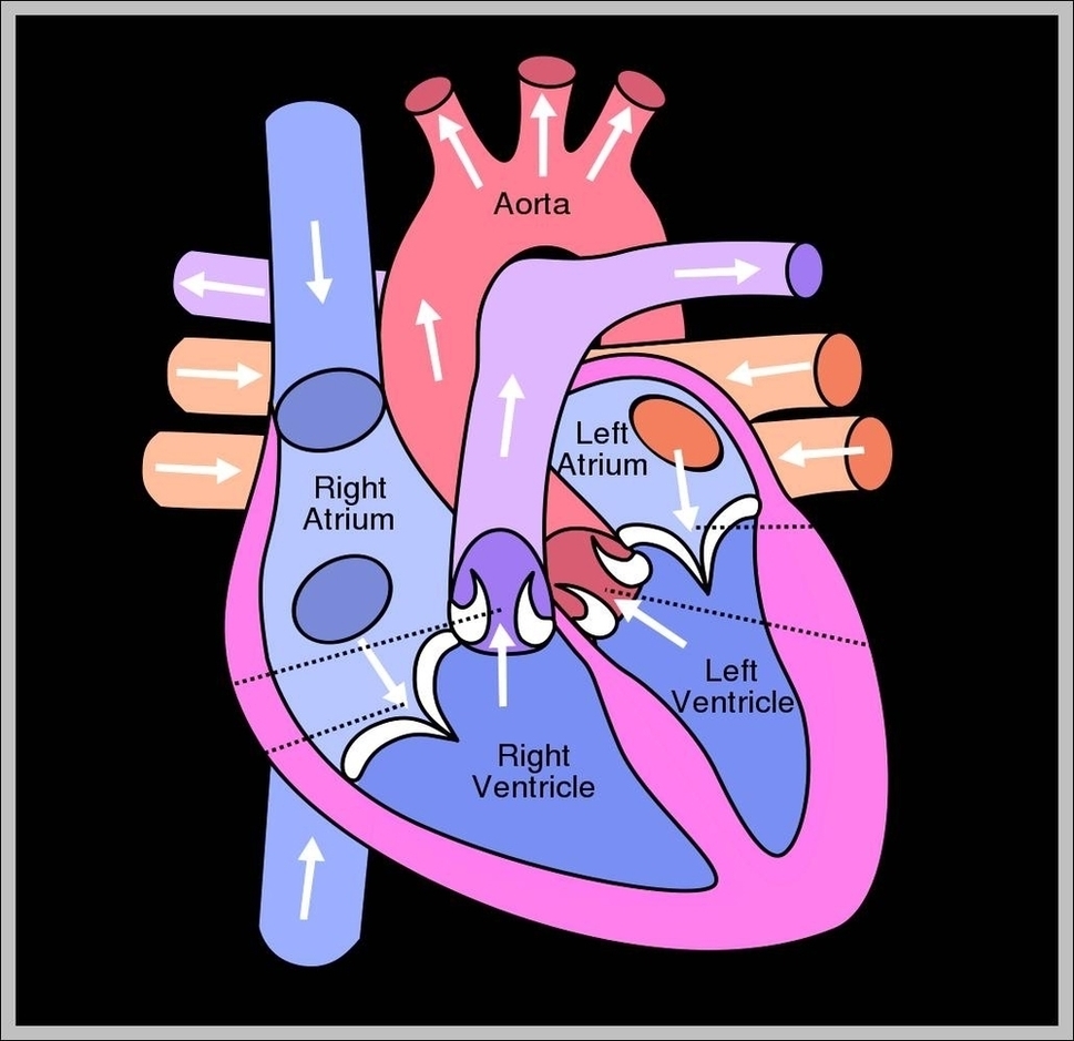 Heart Structure Diagram Image