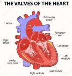 Heart valves diagram