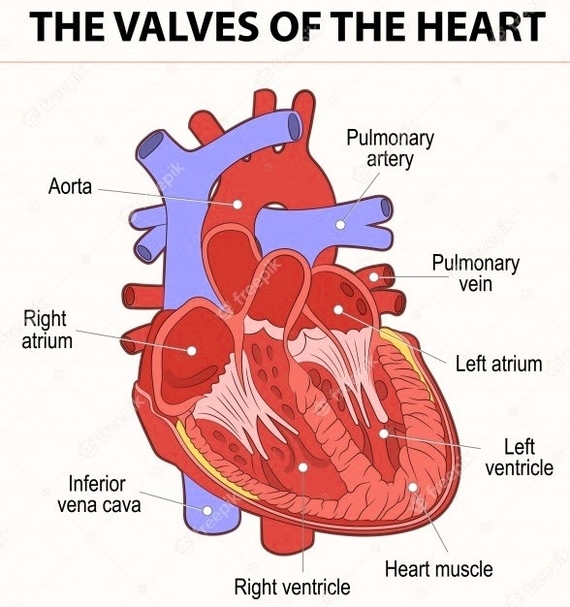 Heart valves diagram