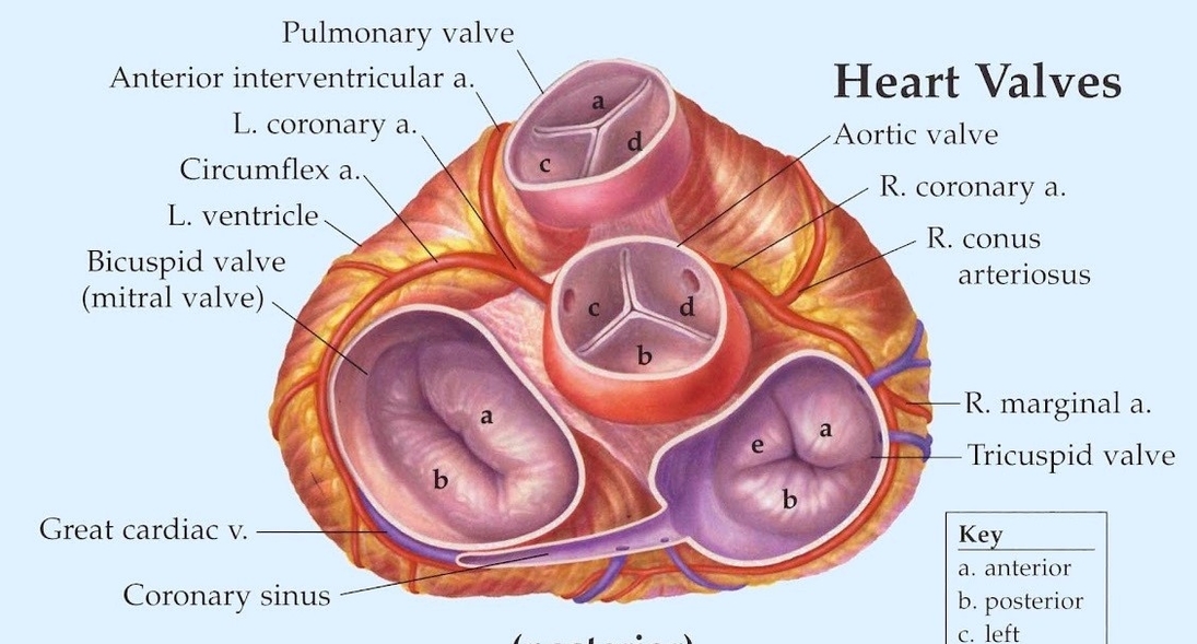 Heart valves explained