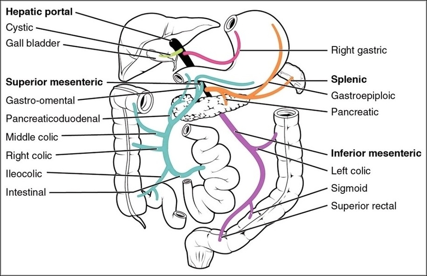 Hepatic Portal Vein System