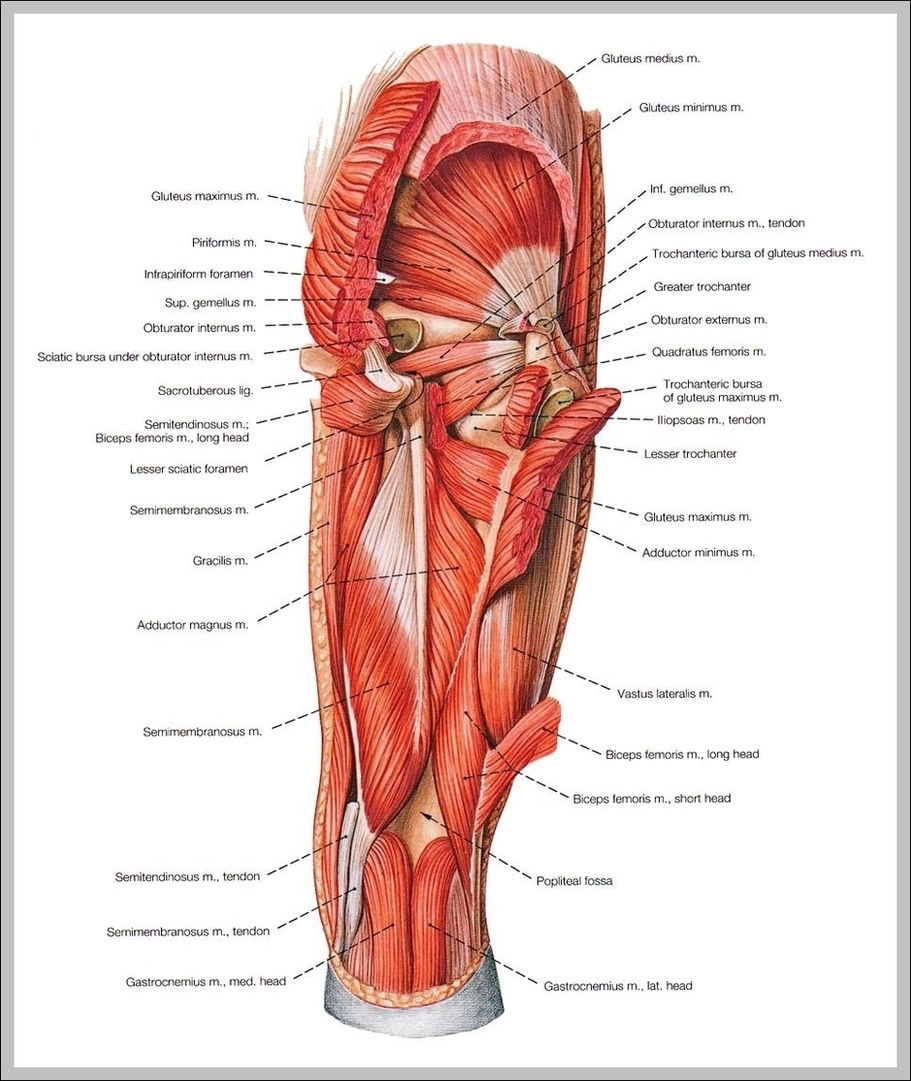 Hip And Thigh Muscles Image