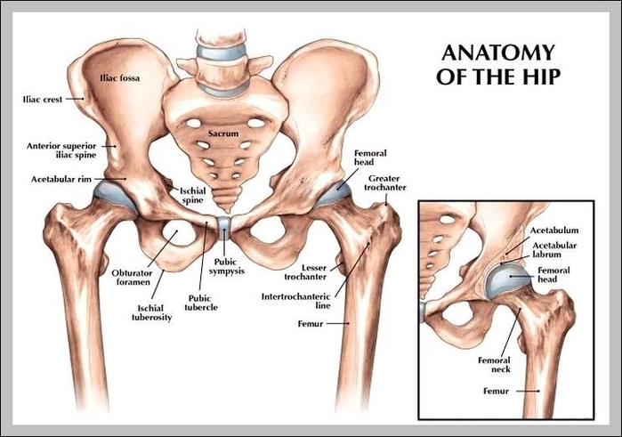 Hip Bone Anatomy Diagram Image