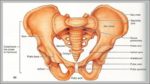 Hip Bone Structure Image