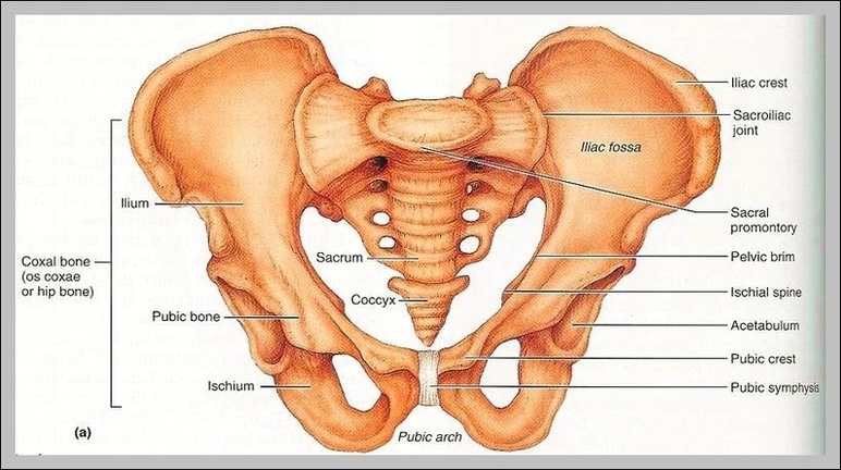 Hip Bone Structure Image
