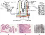 Histology Small IntestinesN