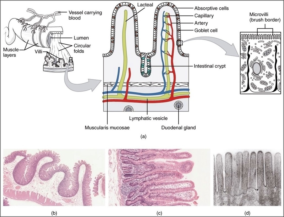 Histology Small IntestinesN