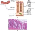 Histology of the Large IntestineN