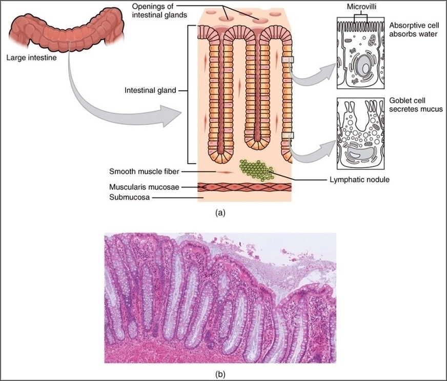 Histology of the Large IntestineN