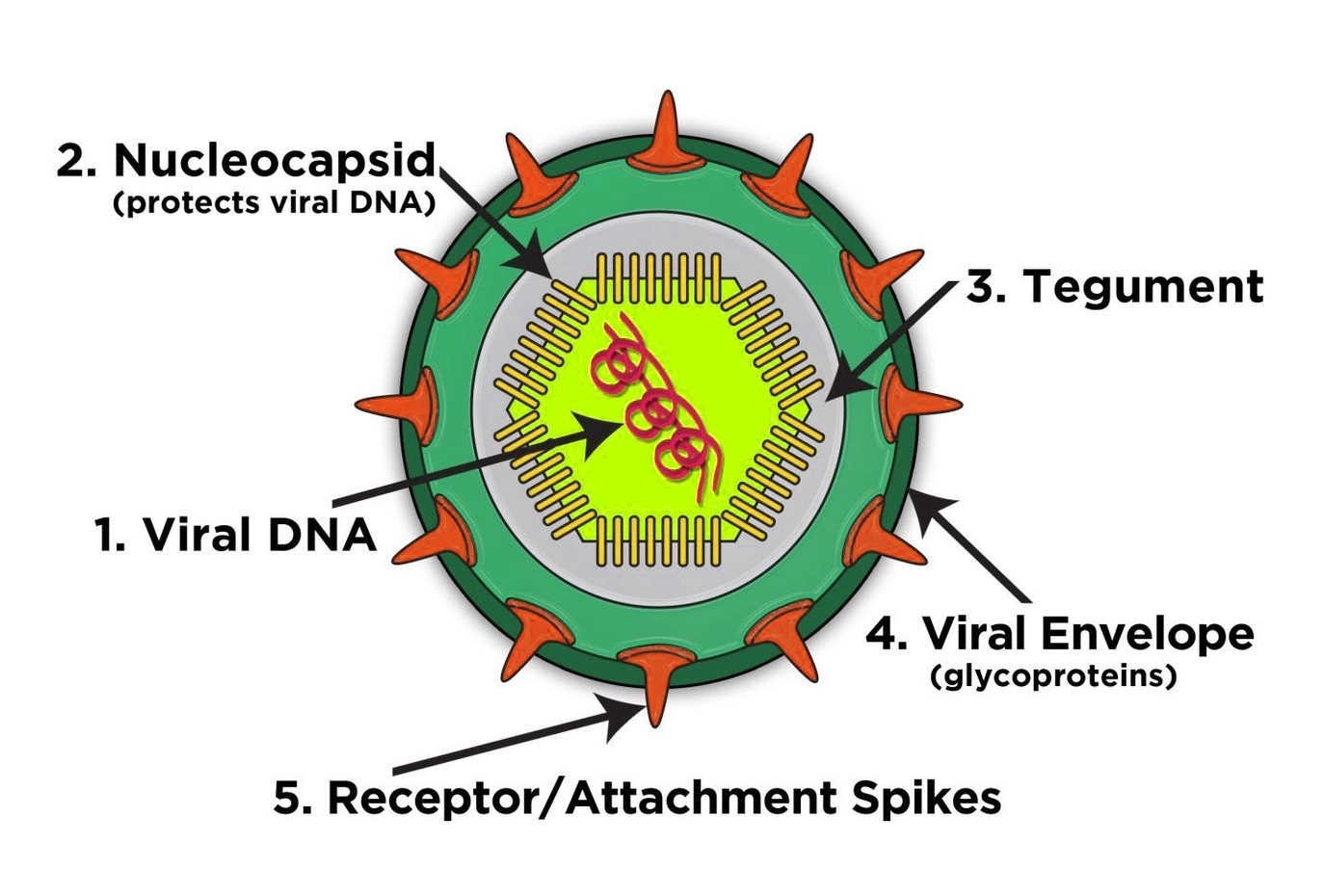 Hiv Virus Diagram