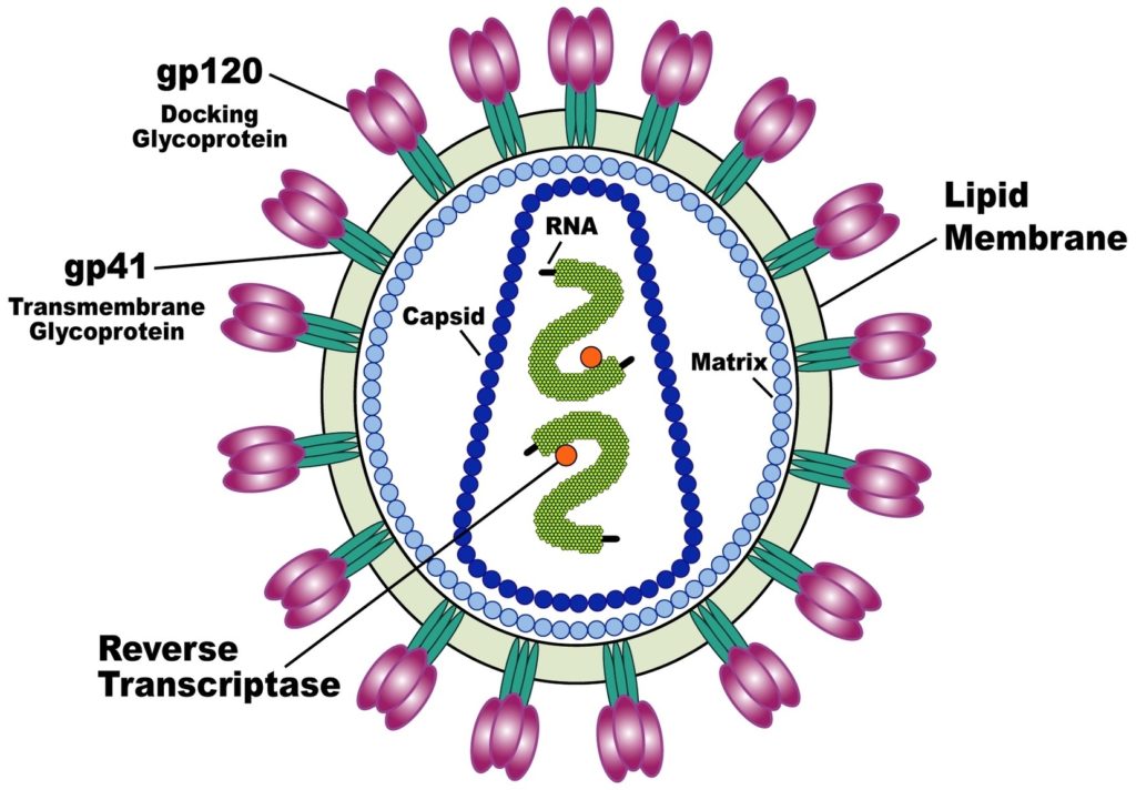 Hiv Virus Structure