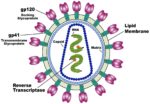 Hiv Virus Structure