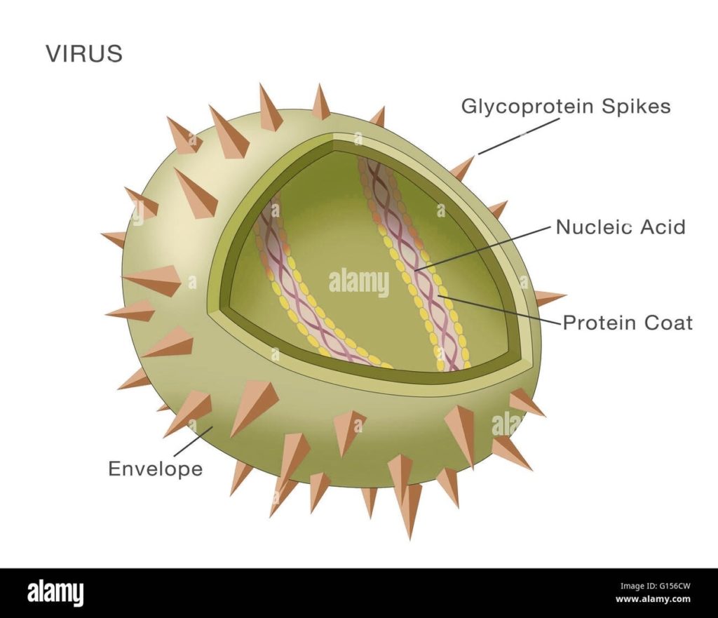 Hiv Virus Structure Example Graphic