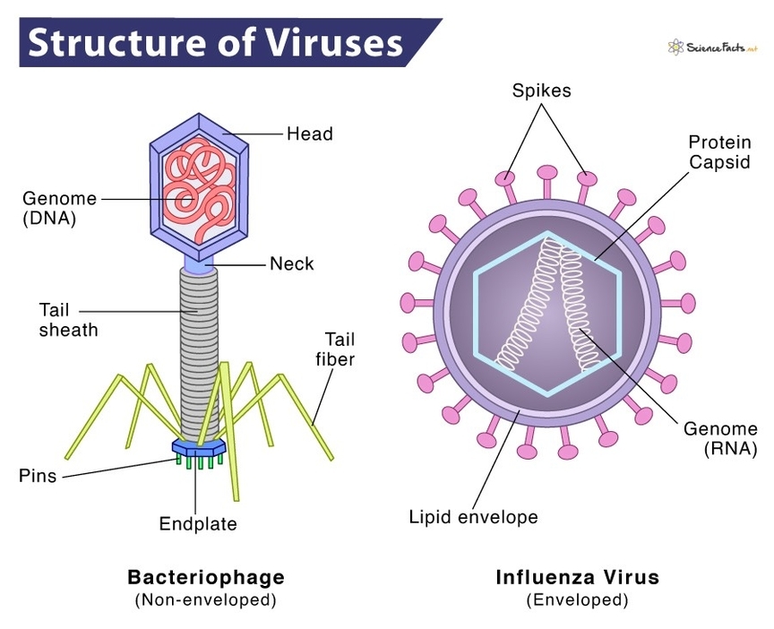 Hiv Virus Structure Example