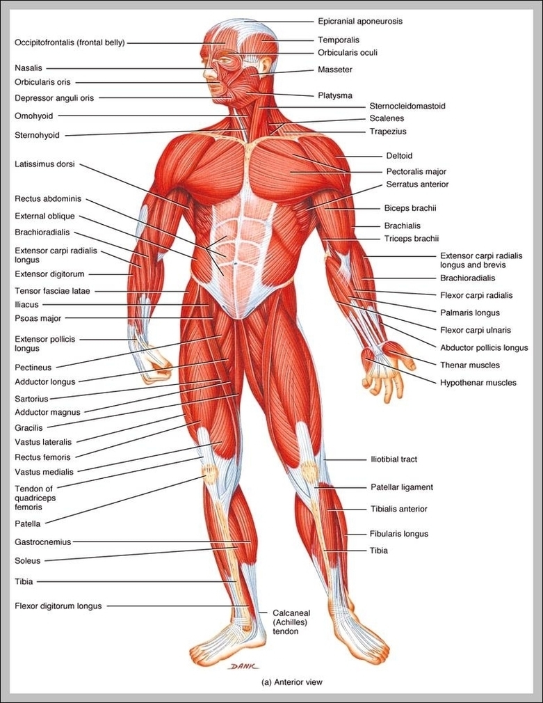 How Many Muscles In Human Body Image