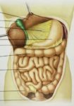 Human Abdomen Organs With Highlighted Stomach Examined