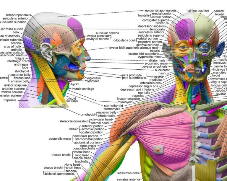 Human Anatomical Chart Muscular System | Anatomy System - Human Body ...