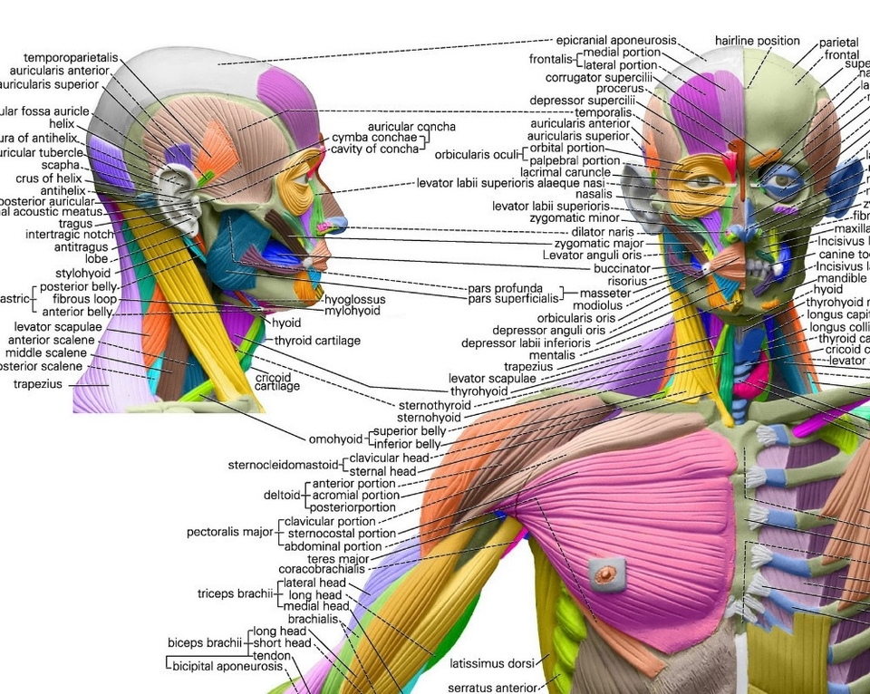 Human Anatomical Chart Muscular System