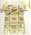 Human Anatomy Abdomen Stomach Pics