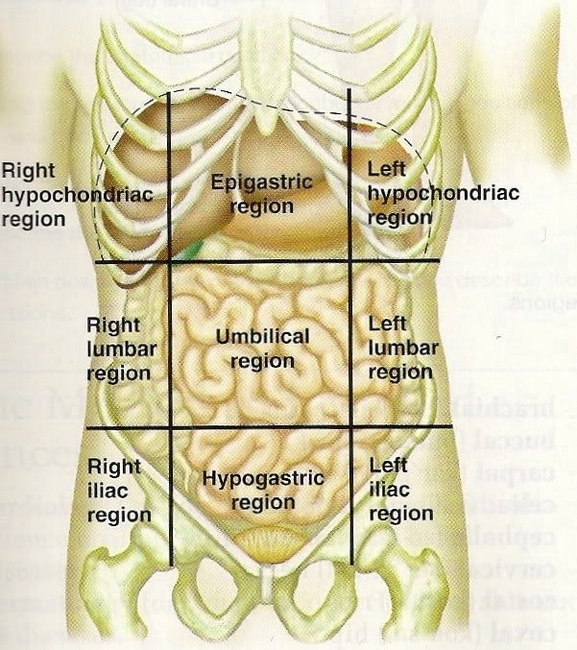 Human Anatomy Abdomen Stomach Pics