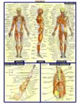 Human Anatomy All System Body Map Fabric Poster 32