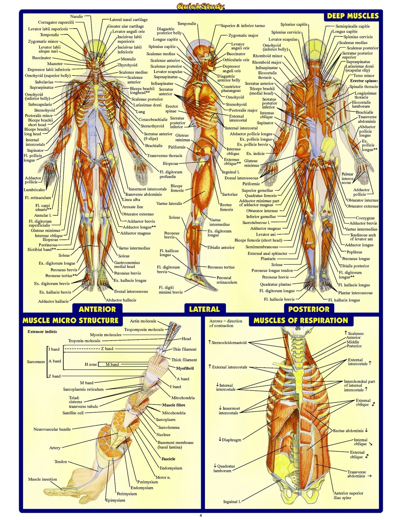 Human Anatomy All System Body Map Fabric Poster 32