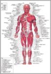 Human Anatomy And Physiology Diagrams Image