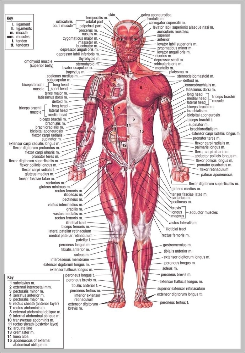 Human Anatomy And Physiology Diagrams Image