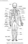 Human Anatomy And Physiology Worksheets