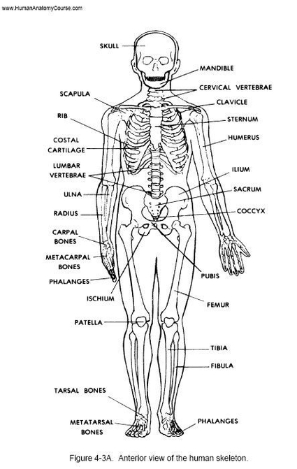 Human Anatomy And Physiology Worksheets