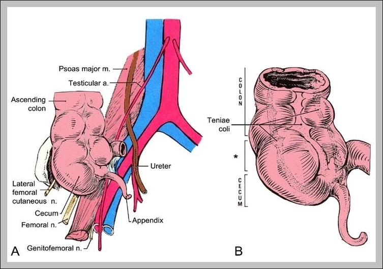 Human Anatomy Appendix Location Image