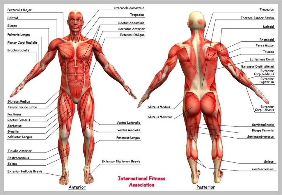 Human Anatomy Buttocks Image