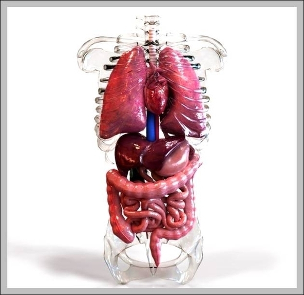 Human Anatomy Chart Internal Organs Image
