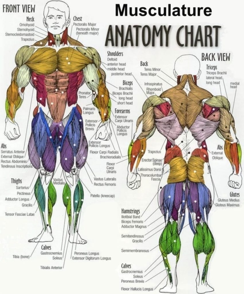 Human Anatomy Chart Male Anatomy Of The Male Perineum