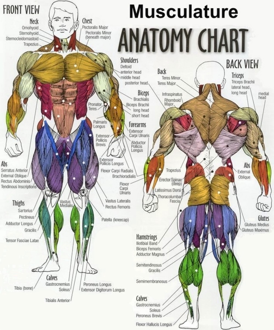Human Anatomy Chart Male Anatomy Of The Male Perineum