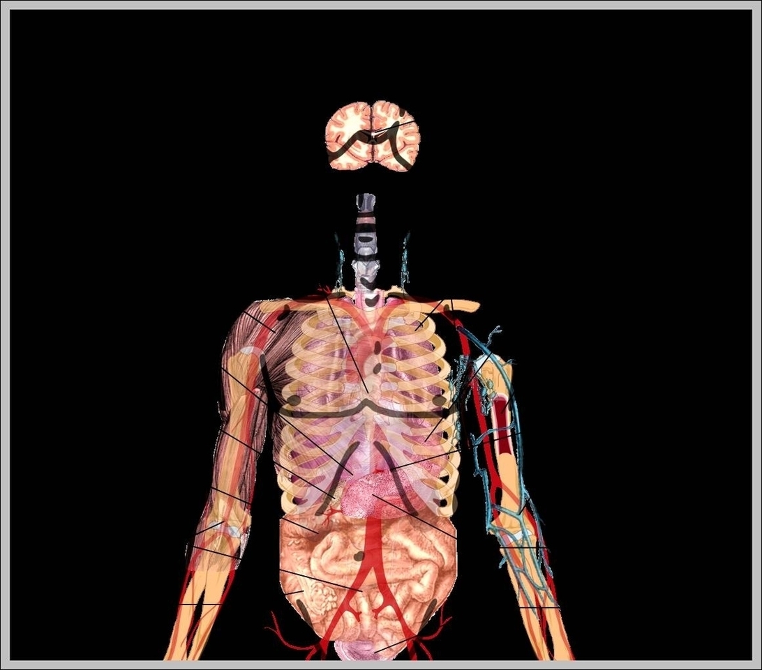 Human Anatomy Diagram Internal Organs Image