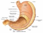 Human Anatomy For Muscle, Reproductive, And Skeleton Represented