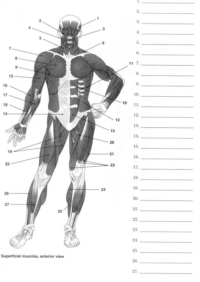 Human Anatomy For Muscle, Reproductive, And Skeleton