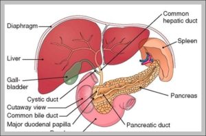 Human Anatomy Gallbladder Image | Anatomy System - Human Body Anatomy ...