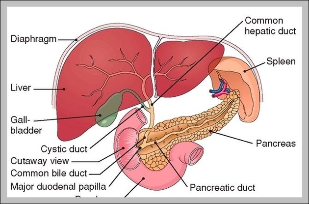 Human Anatomy Gallbladder Image