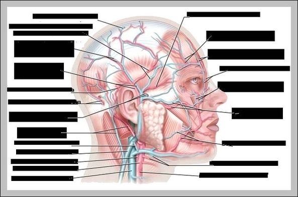 Human Anatomy Head Image