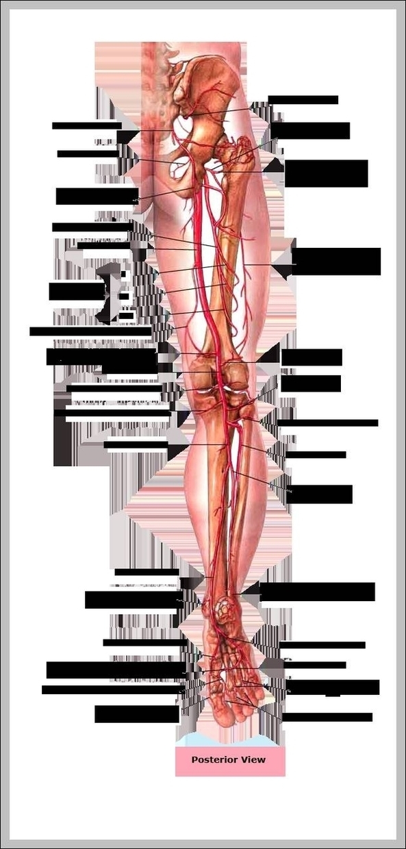 Human Anatomy Legs Image