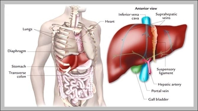 Human Anatomy Liver Location Image