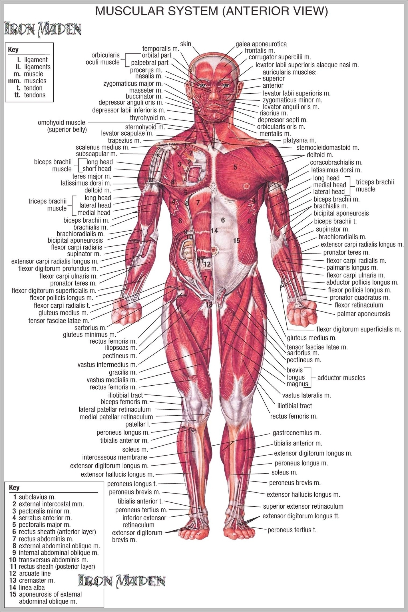 Human Anatomy Muscle Image