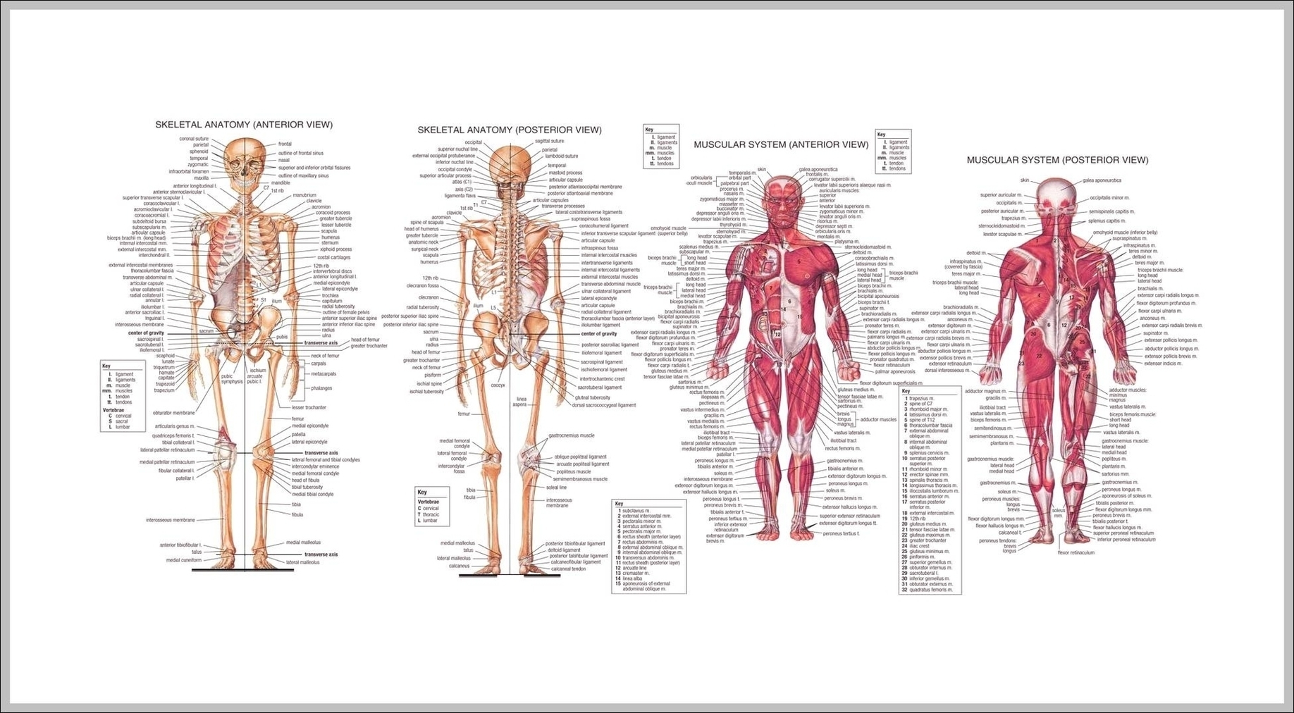 Human Anatomy Of A Woman Image