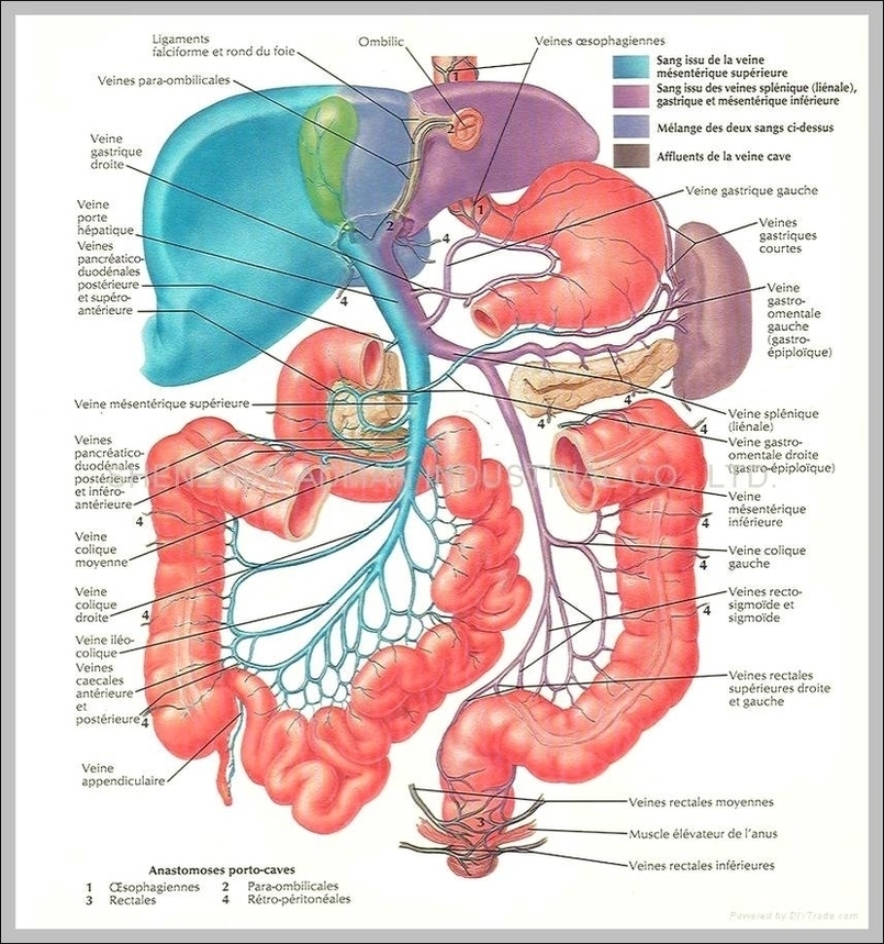Human Anatomy Organ Chart Image