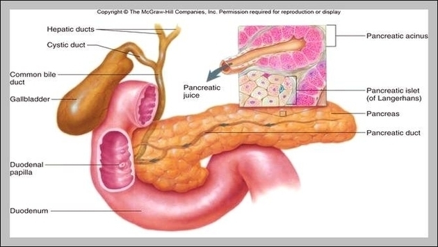 Human Anatomy Pancreas Location Image