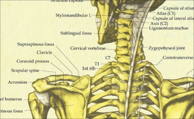 Human Anatomy Skeletal System