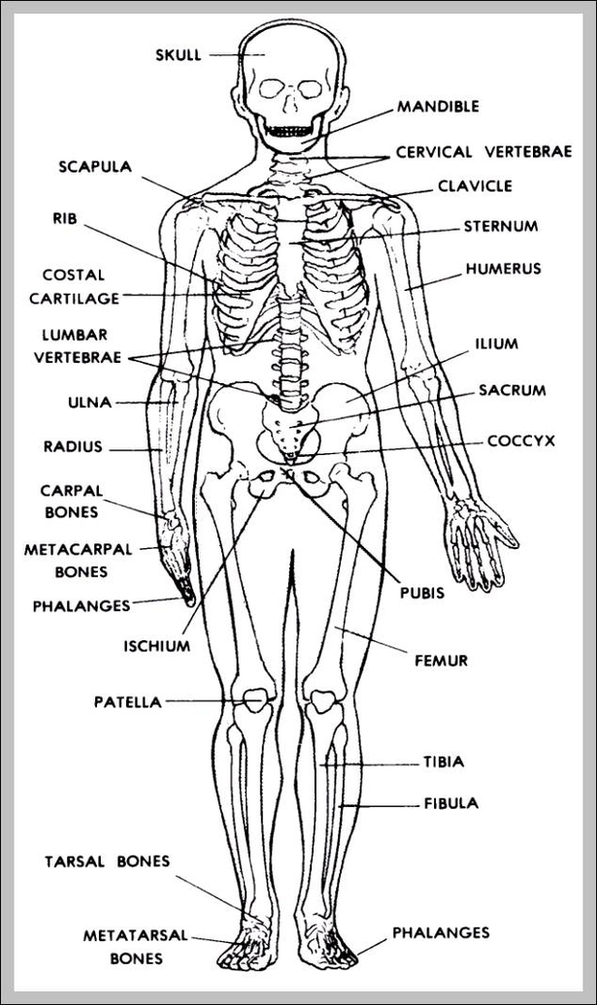 Human Anatomy Study Guides Image