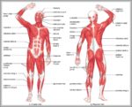 Human Anatomy Systems Image